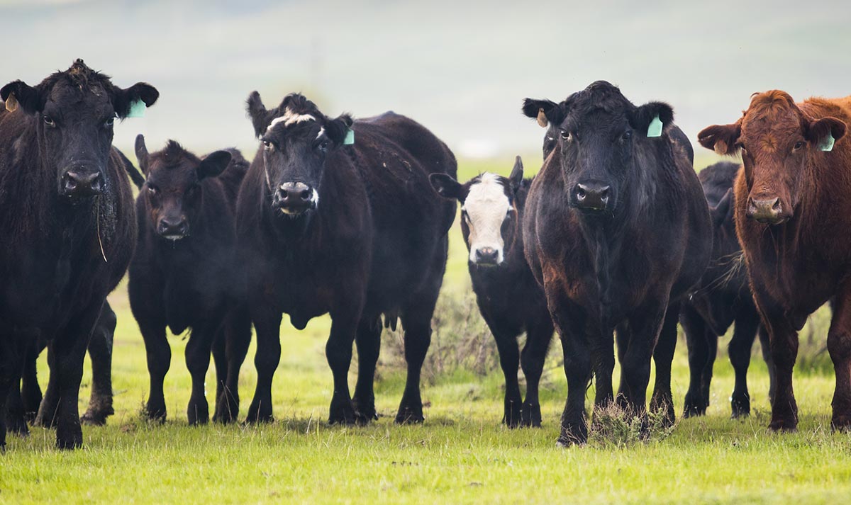 Cows Slaughtered Worldwide